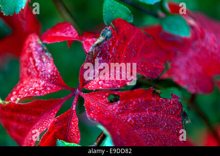 Close-up of red leaves, Virginia creeper, Parthenocissus quinquefolia Stock Photo