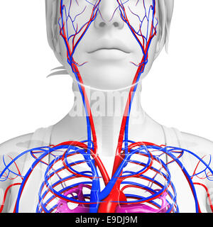 Human vascular system of the hand, illustration Stock Photo: 118699291