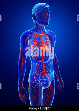 Illustration of Male arteries artwork Stock Photo