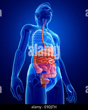 Illustration of male small intestine anatomy Stock Photo