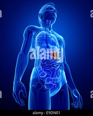 Illustration of male spleen anatomy Stock Photo - Alamy