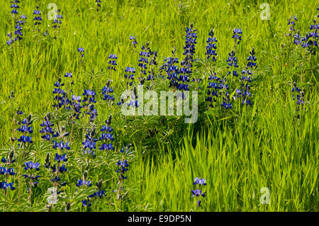 The flower spikes of Blue Lupin against the bright green spring grass in Wadu Shueb, Jordan Stock Photo