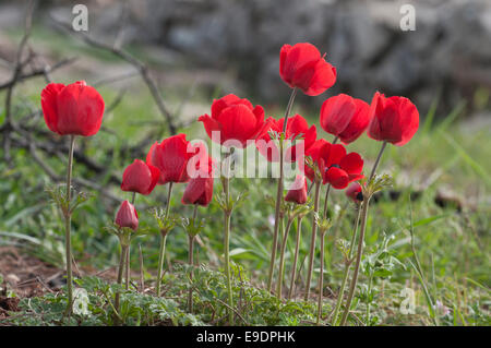 A group of red Persian (or Turban) Buttercups found Jerash in Jordan Stock Photo