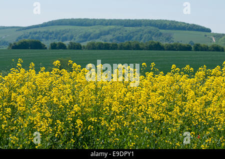 A view from the South Downs Way across towards South Wood near Houghton (Amberley), West Sussex with rapeseed in the foreground Stock Photo