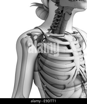 Illustration of human shoulder artwork Stock Photo