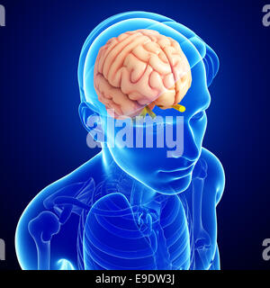 Illustration of human brain anatomy Stock Photo