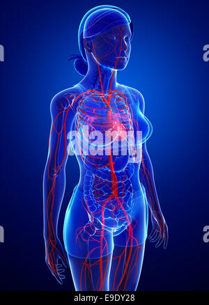 Illustration of Female arteries artwork Stock Photo