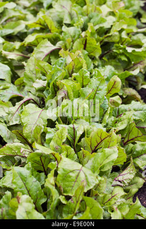 Beetroot 'Egyptian Turnip Rooted' growing in a vegetable garden. Stock Photo