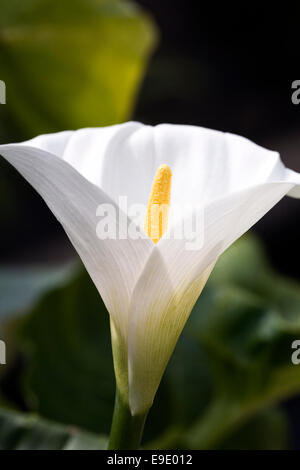 Zantedeschia aethiopica. Arum lily flower. Stock Photo