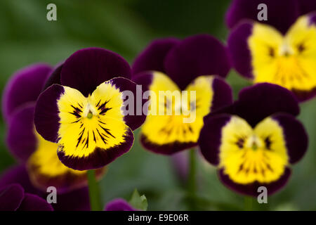 Viola flowers in Summer. Stock Photo