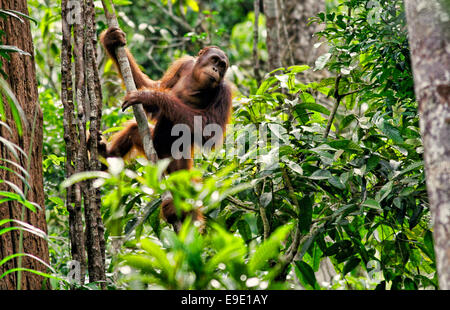 Bornean Orangutan - Pongo pygmaeus - at Semenggoh Nature Reserve in Sarawak, Malaysia Stock Photo