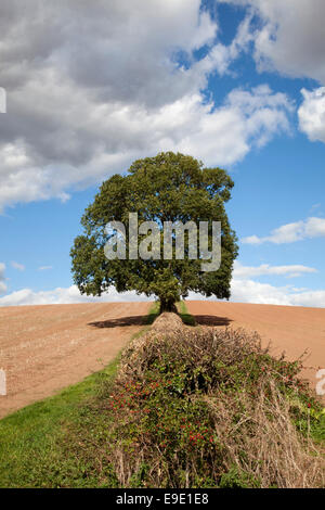 A hedgerow between fields on a farm in the U.K. Stock Photo