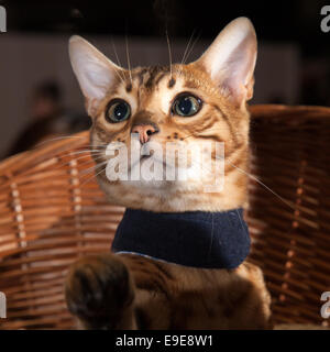 Event City, Manchester, UK 26th October, 2014.  Bengal Toyger safari cat breeds, 7 months old kitten at EventCity, adjacent to The Trafford Centre. Stock Photo