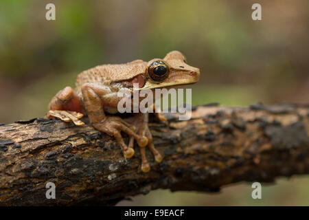 A Cayenne Slender-legged Treefrog (osteocephalus leprieurii) in the Amazon rainforest Peru.