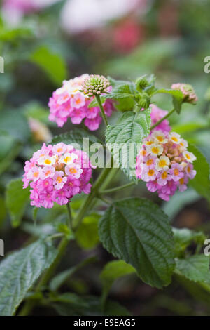 Lantana camara 'Feston Rose' flowers. Stock Photo