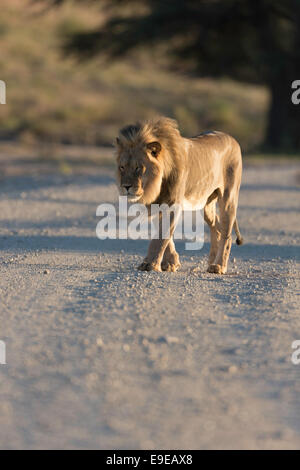 Lion Walking Kgalagadi Transfrontier Park Stock Photo