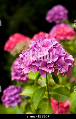 colour image of hydrangeas Stock Photo