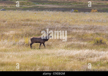 Elk in Moraine Park in Rocky Mountain National Park Colorado Stock Photo