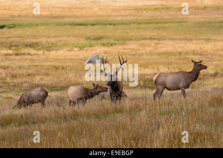 Elk in Moraine Park in Rocky Mountain National Park Colorado Stock Photo