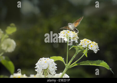 The Hummingbird Hawkmoths (Macroglossum stellaturum) Stock Photo