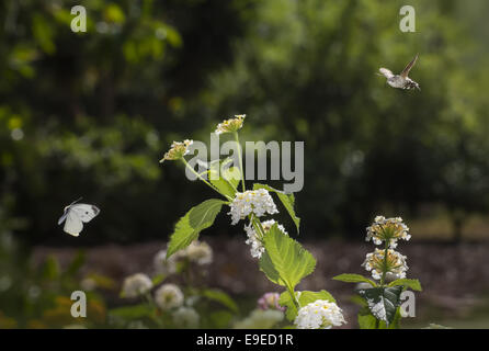 The Hummingbird Hawkmoths (Macroglossum stellaturum) Stock Photo