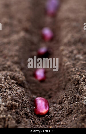 Planting rajma daal in fertile soil Stock Photo