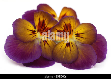 Viola flower over white background Stock Photo