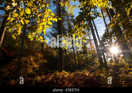 Morning sunlight in Erncroft woods in autumn. Forest trees and glowing leaves. Stock Photo