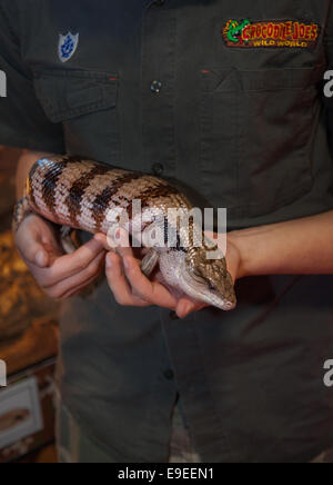 Event City, Manchester, UK 26th October, 2014.  Blue-tongued skink, reptile held by Crocodile JNR Joe Lewis McQuade at the Family Pet Show taking place at EventCity, The Trafford Centre. The second largest exhibition space outside of London and with more than 3000 FREE parking spaces it’s Manchester’s biggest and most flexible event venue. The show brings together more than 100 retailers and a presence from organisations such as The International Cat Association and other media partners.  Credit:  Mar Photographics/Alamy Live News Stock Photo