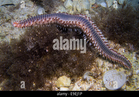 Fireworm are also called Bearded Fire Worm, Hermodice carunculata, in the Mediterranean Sea. This picture was taken in Malta. Stock Photo