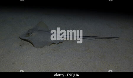 Common Stingray, Dasyatis pastinaca, swimming. Picture was taken in the Golden Bay,  Malta, Mediterranean Sea. Stock Photo