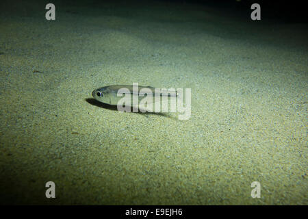 Big-scale sand smelt, Atherina boyeri, looking for small benthic crustacean and molluscs. Picture from Malta, Mediterranean Sea Stock Photo
