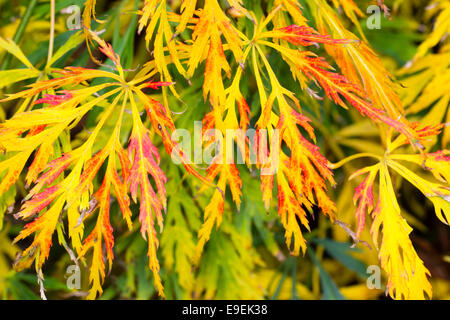 Red and gold autumn colour / fall color of Acer palmatum dissectum Stock Photo