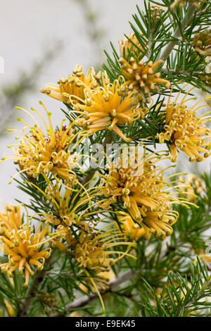 Spidery flowers of the Australian native Grevillea juniperina f. sulphurea Stock Photo