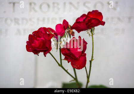 Red roses in front of a gravestone at Essex Farm Cemetery, Ypres, Belgium. Stock Photo