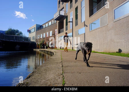 bull terrier dog walking along Regents Canal with owner behind texting, Camden, London Stock Photo