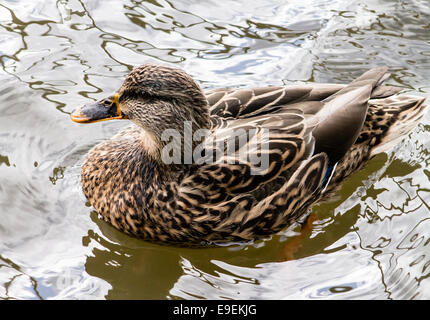 Female Mallard, swimming in the canal. Stock Photo