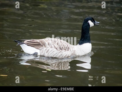 Canada Goose (Branta Canadensis), swimming in water after landing and honking. Stock Photo