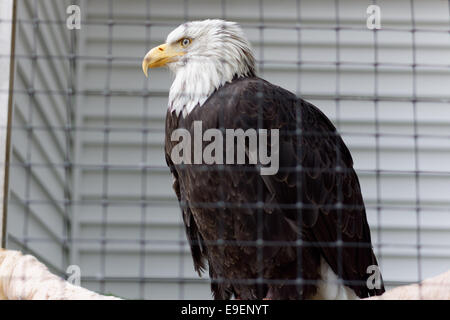 Captive bald eagle, Alaska Raptor Rehabilitation Center, Sitka, Alaska, USA Stock Photo