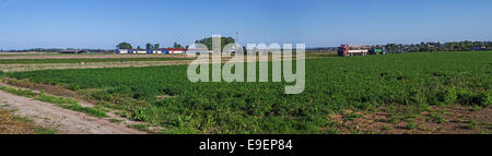 Autumn harvest field. The truck trailer with containers with the cleaned carrots in the field. Panorama. Stock Photo