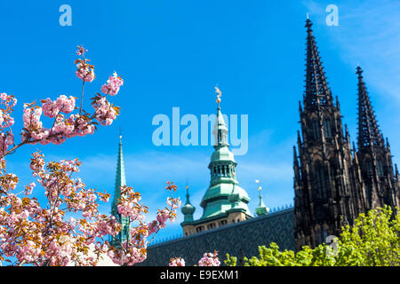 Spring blooming cherry tree sakura. View of Prague Castle, St. Vitus Cathedral, Prague, Czech Republic Stock Photo