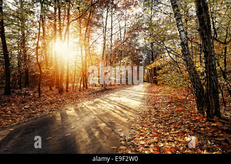 Solar autumn forest path in a beautiful forest Stock Photo