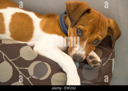 Relaxing mixed breed puppy Stock Photo