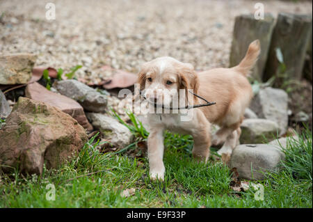 Cocker Spaniel puppy carrying a stick Stock Photo