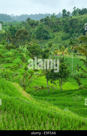 Jatiluwih rice terraces in Bali, Indonesia Stock Photo