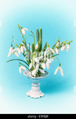 Flower snowdrops in vase on blue background Stock Photo