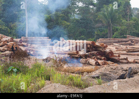 Fire burning amongst a woodpile of felled timber, tree trunks, logs in a logging camp, surrounded by secondary rainforest, Pahan Stock Photo