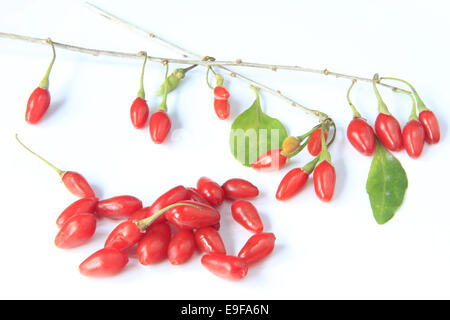 Goji berries (Lycium barbarum) Stock Photo