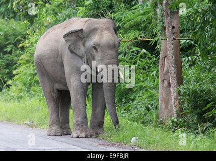 Wild Asian Elephant (Elephas maximus) on a road, Phetchaburi province, Thailand Stock Photo