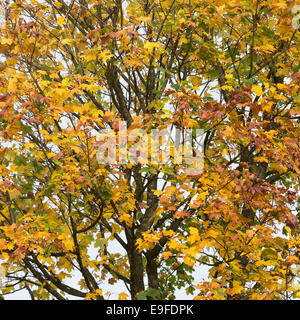 Autumn Colours and Tints of Sycamore Tree in Cannon Hall Country Park Cawthorne near Barnsley South Yorkshire England UK Stock Photo